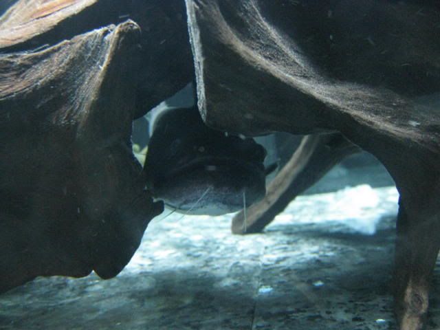 Gulpers4004.jpg