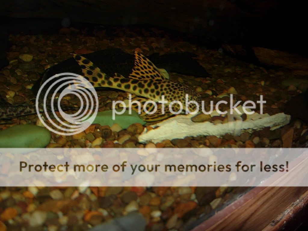 plecos032.jpg