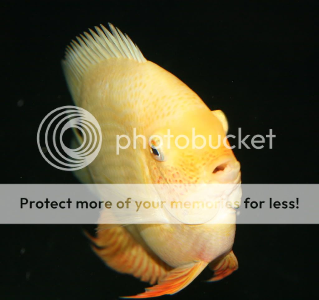 Gold_031909_03.jpg