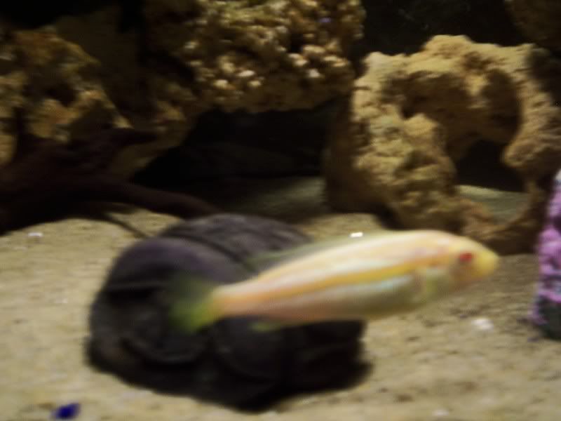 afish1.jpg
