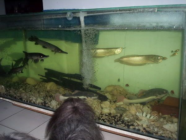 fish022r.jpg