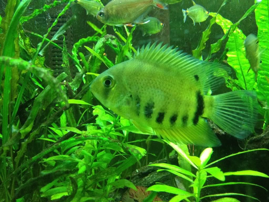 Severum.jpg