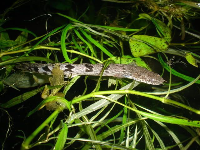 DSC09308.jpg