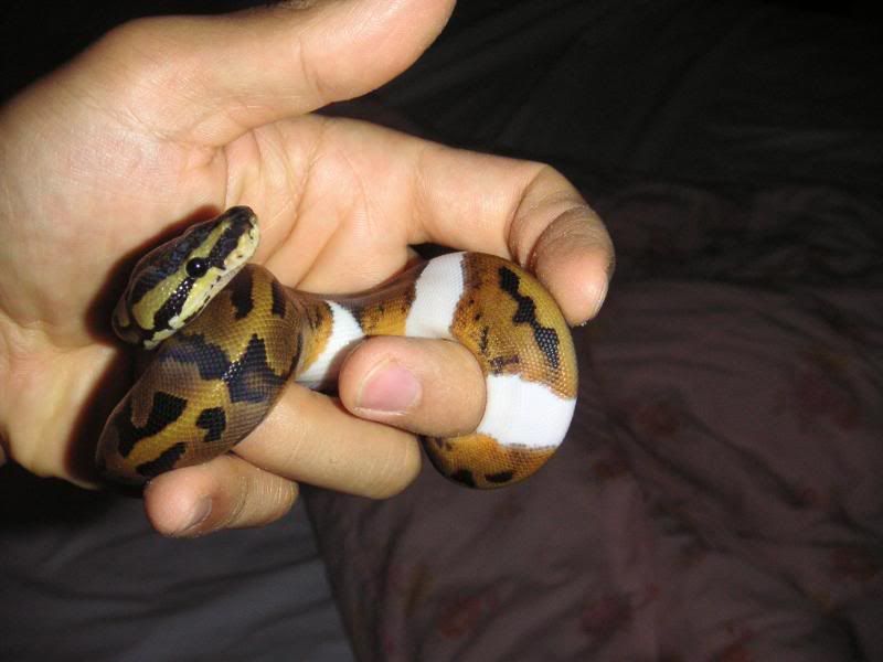 BallPythons006.jpg