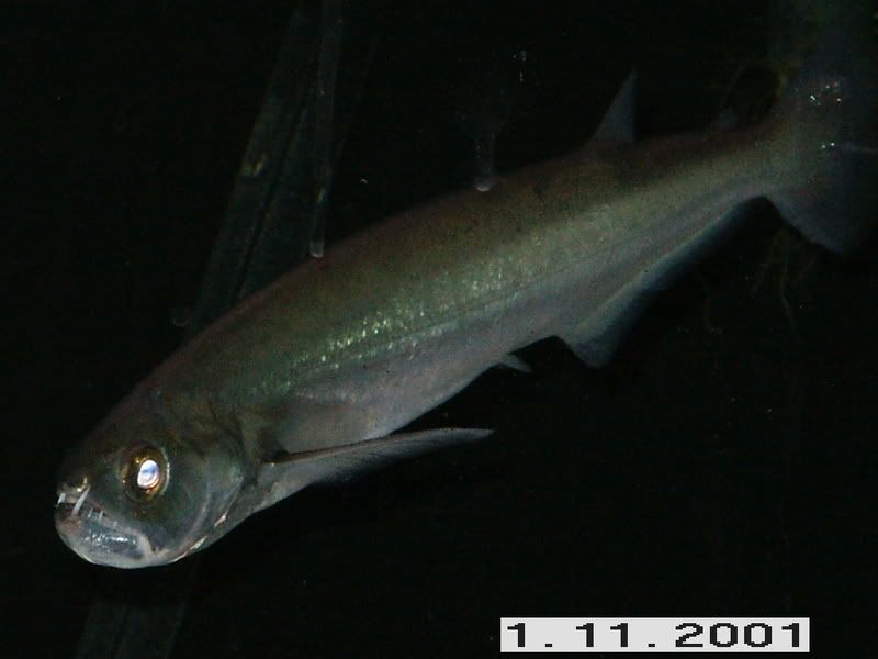 PICT0112.jpg