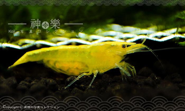 14_Jun_2016_Neocaridina005_zpsfehosciw.jpg