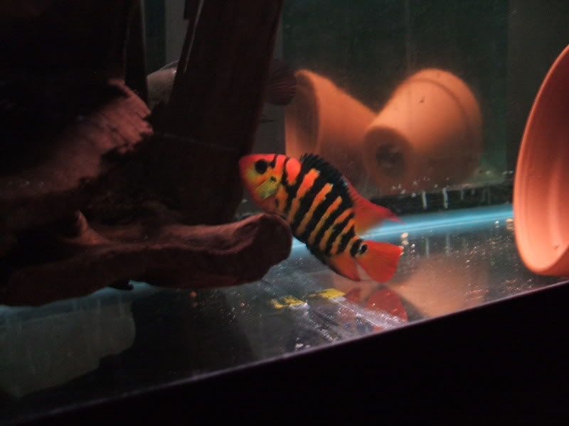 DSCF0810.jpg