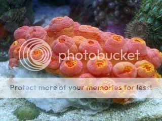 Suncoral_closed.jpg