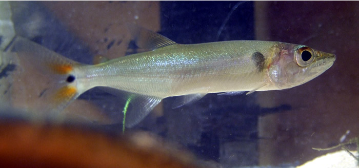 120509Barracuda.jpg