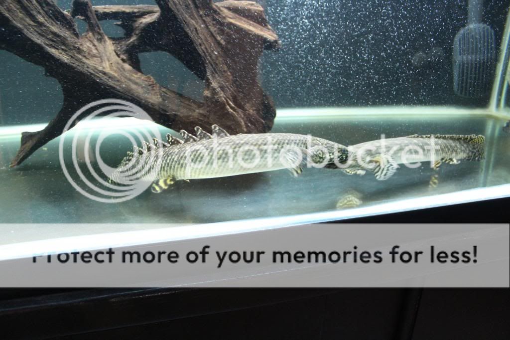 180 GALLON TANK SETUP AND BICHIR FISH 90502