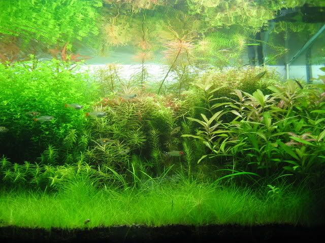 Picture004-1.jpg