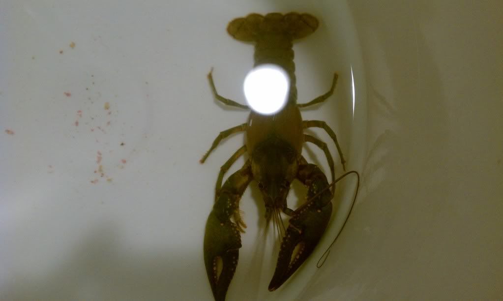 IMAG1062_zpsc6585765.jpg
