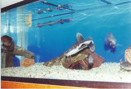 old180gallon2.jpg