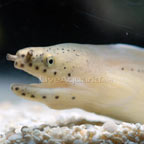 th-89392-ghost-eel.jpg