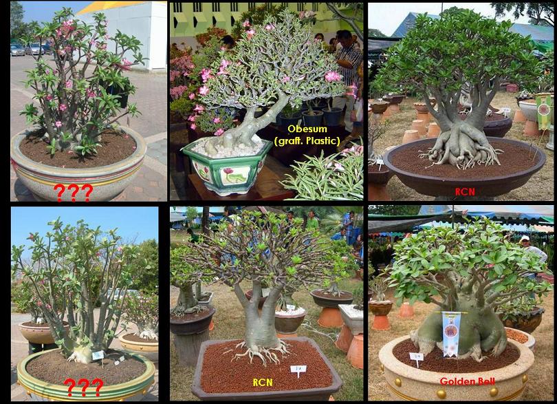 1bonsai-or-bonsai.jpg