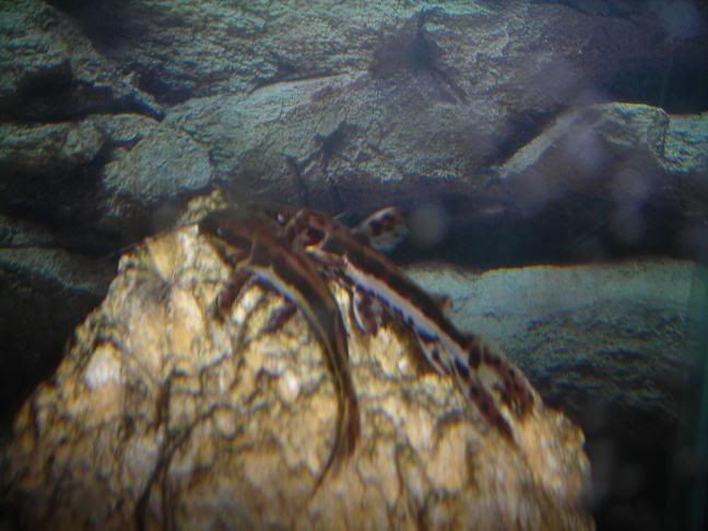 DSCN0884.jpg