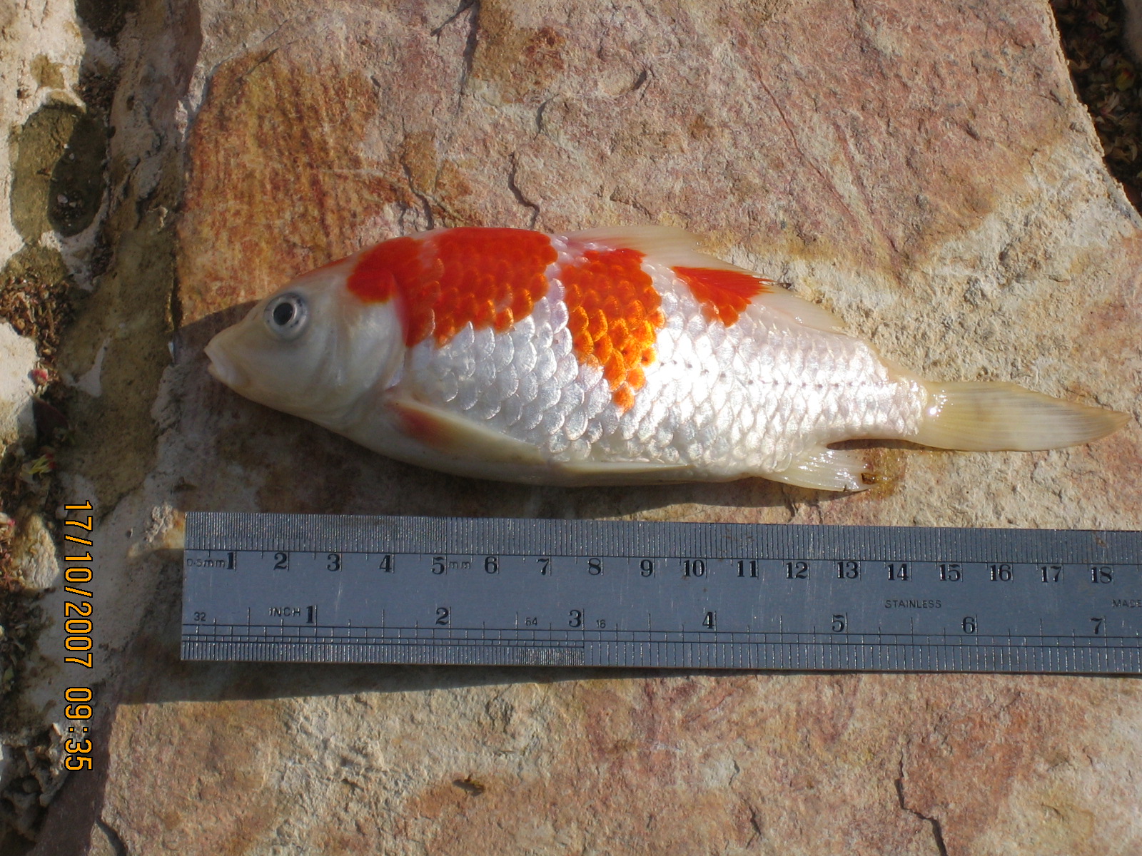 oct17-dead-koi.jpg