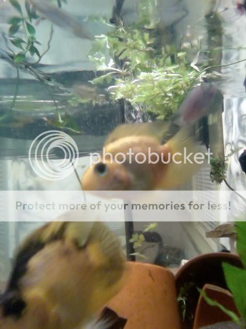 SSomeofmyparrots.jpg
