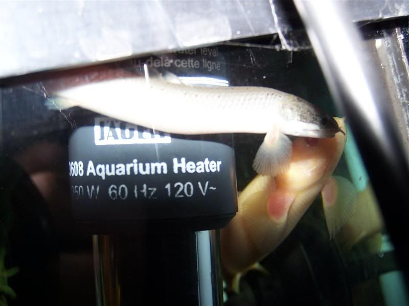 polypterus14.jpg