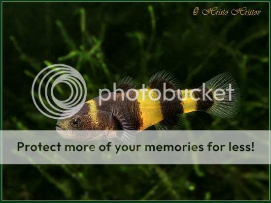 BumbleBeeGoby.jpg