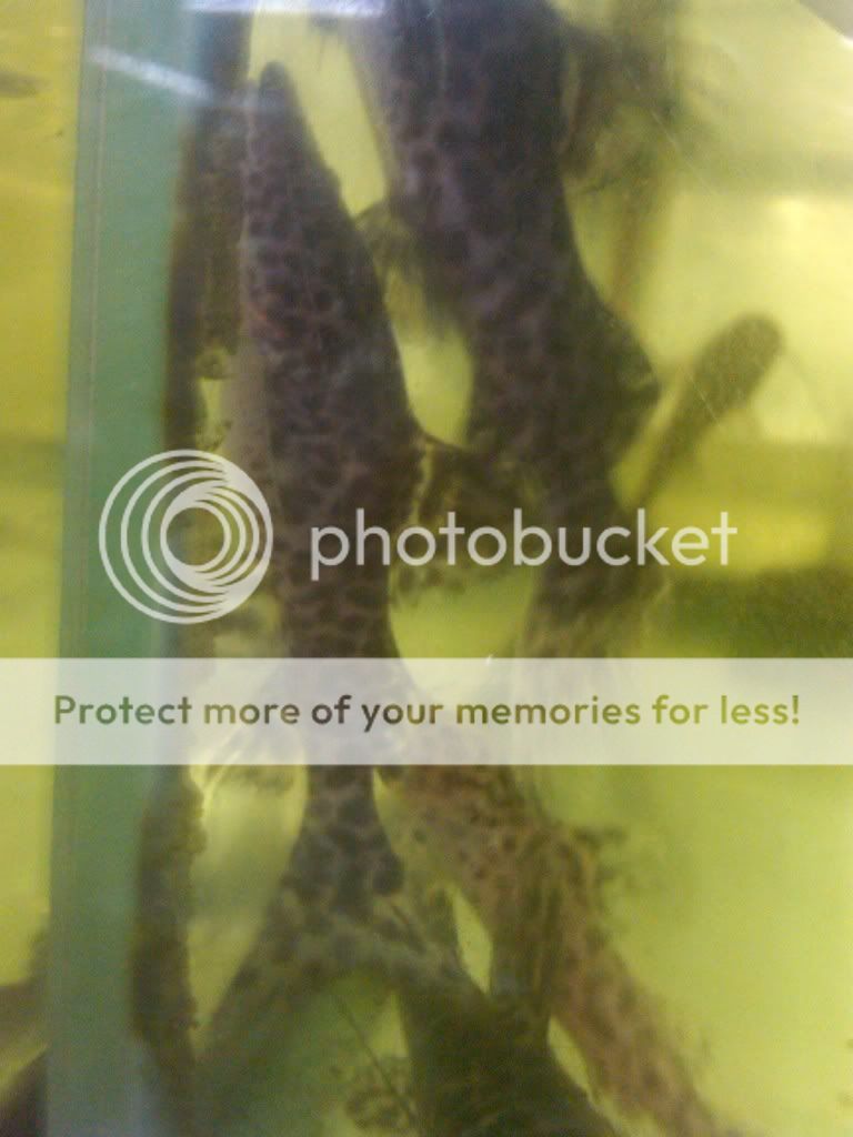IMG00365-20110109-1548.jpg