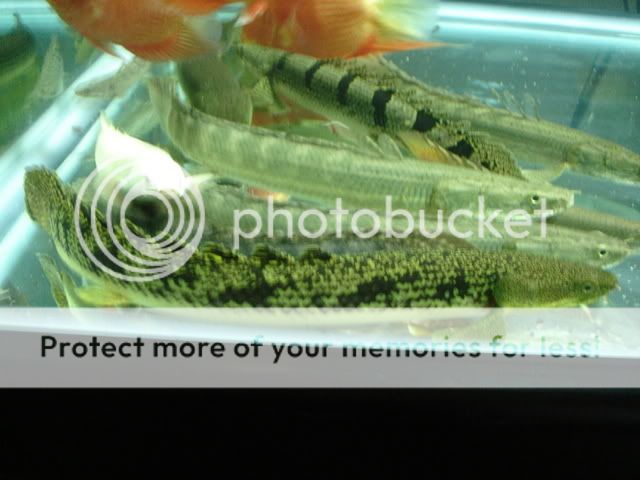 DSC08953.jpg