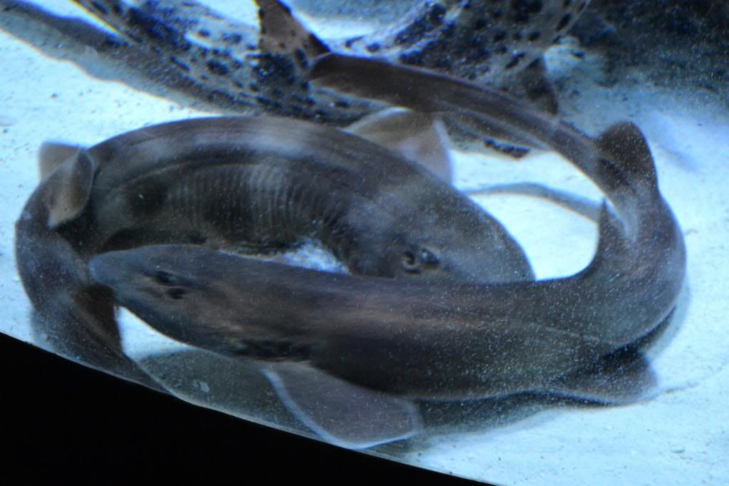 DSC_4581_zps9d2ba8d3.jpg