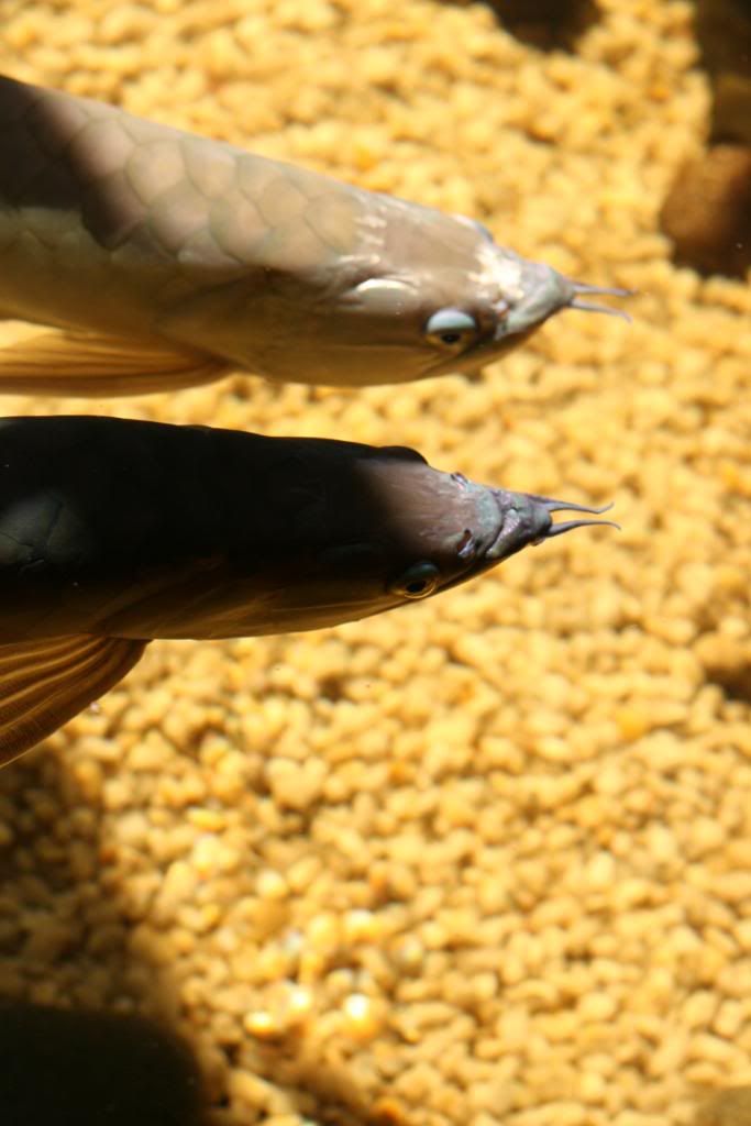 FishFishFish068-Copy.jpg