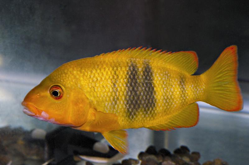 p-lamena.jpg