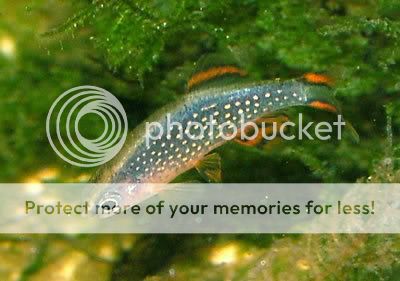 cc_danio_margaritatus-1.jpg