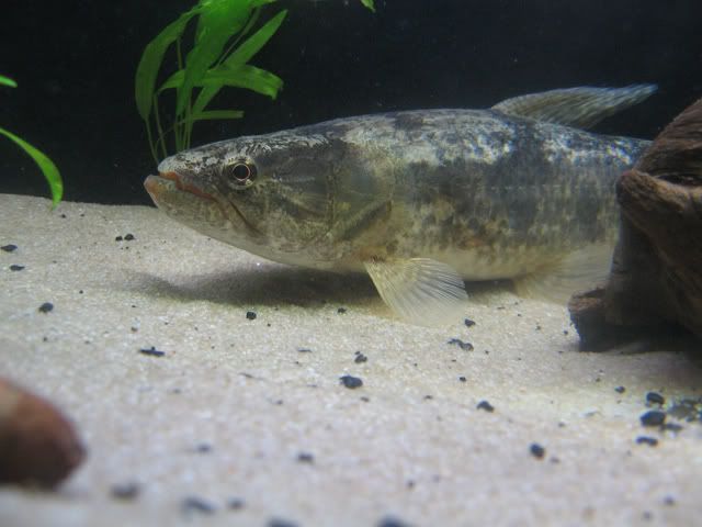 mala12inch2-1.jpg