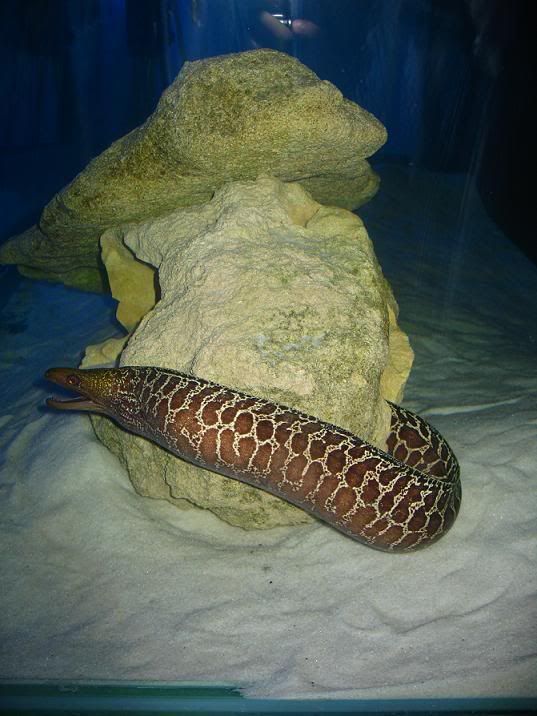 moray2.jpg