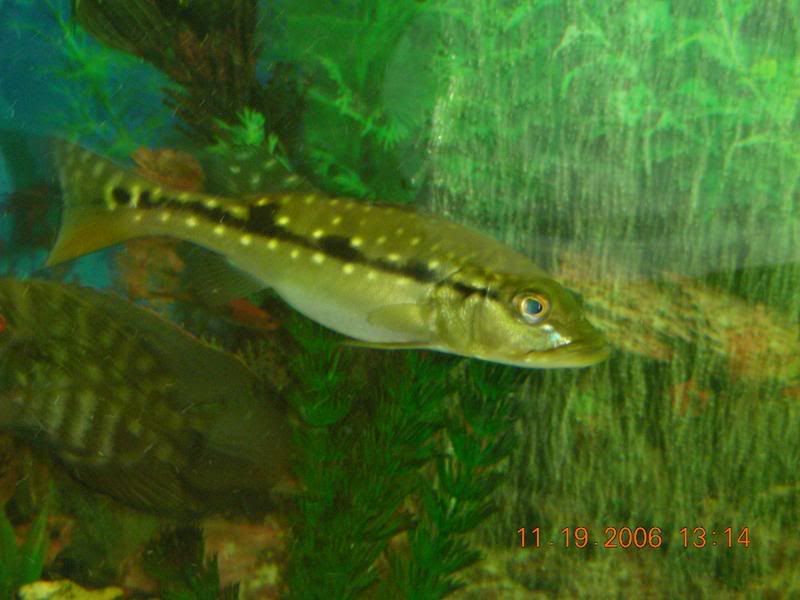 DSCN1073-1.jpg