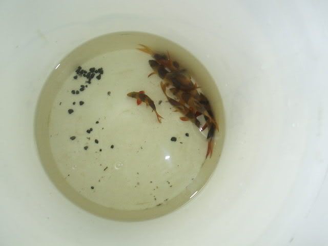 fish.jpg