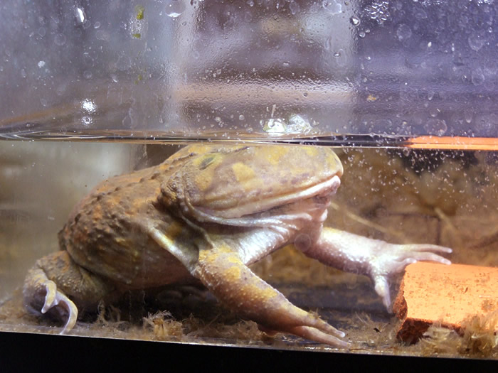 120509BudgettsFrog.jpg