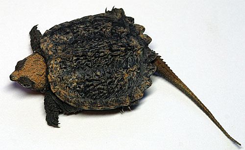 TurtleSnappingHatchling05.jpg