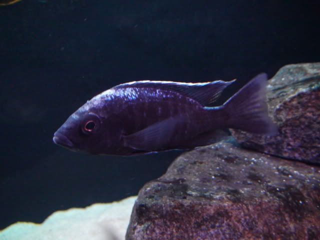 DSC01615.jpg