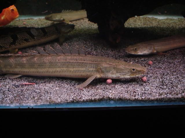 DSC08721.jpg