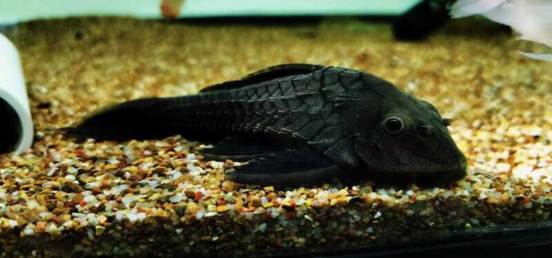 jasonsplecoscichlids.com