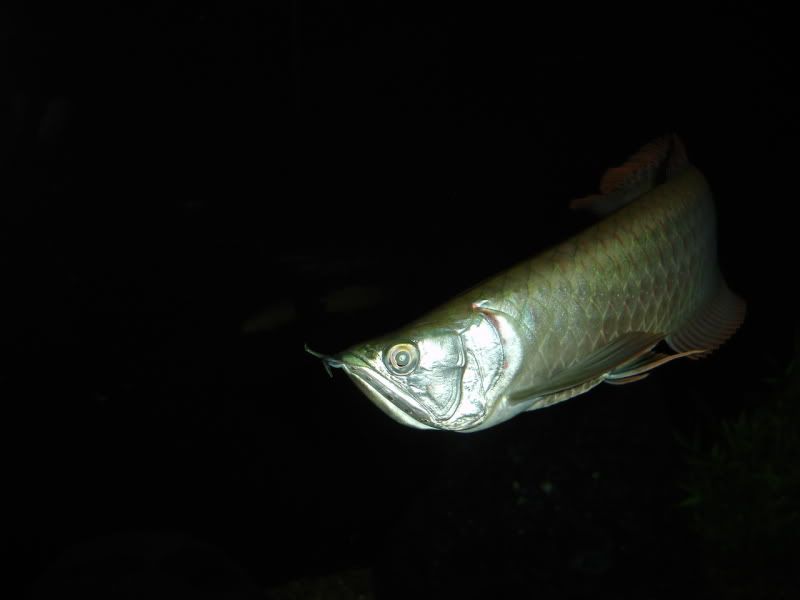 DSC02732.jpg