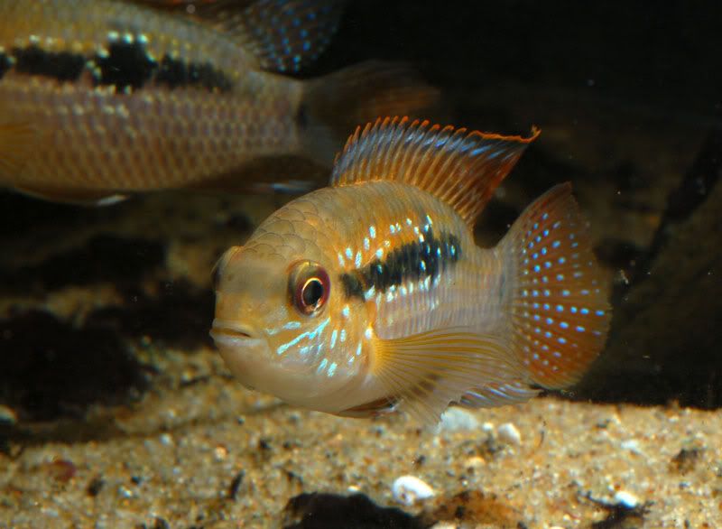 A_sp_orinoco_001.jpg