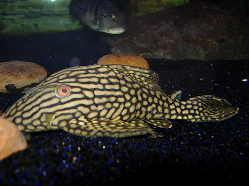 plecocity4014.jpg