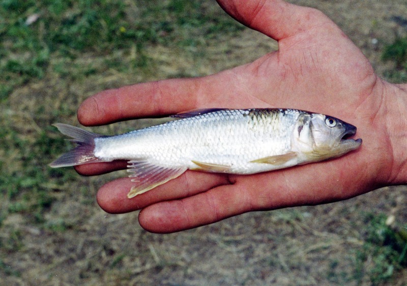opsariichthys_uncirostris1.jpg