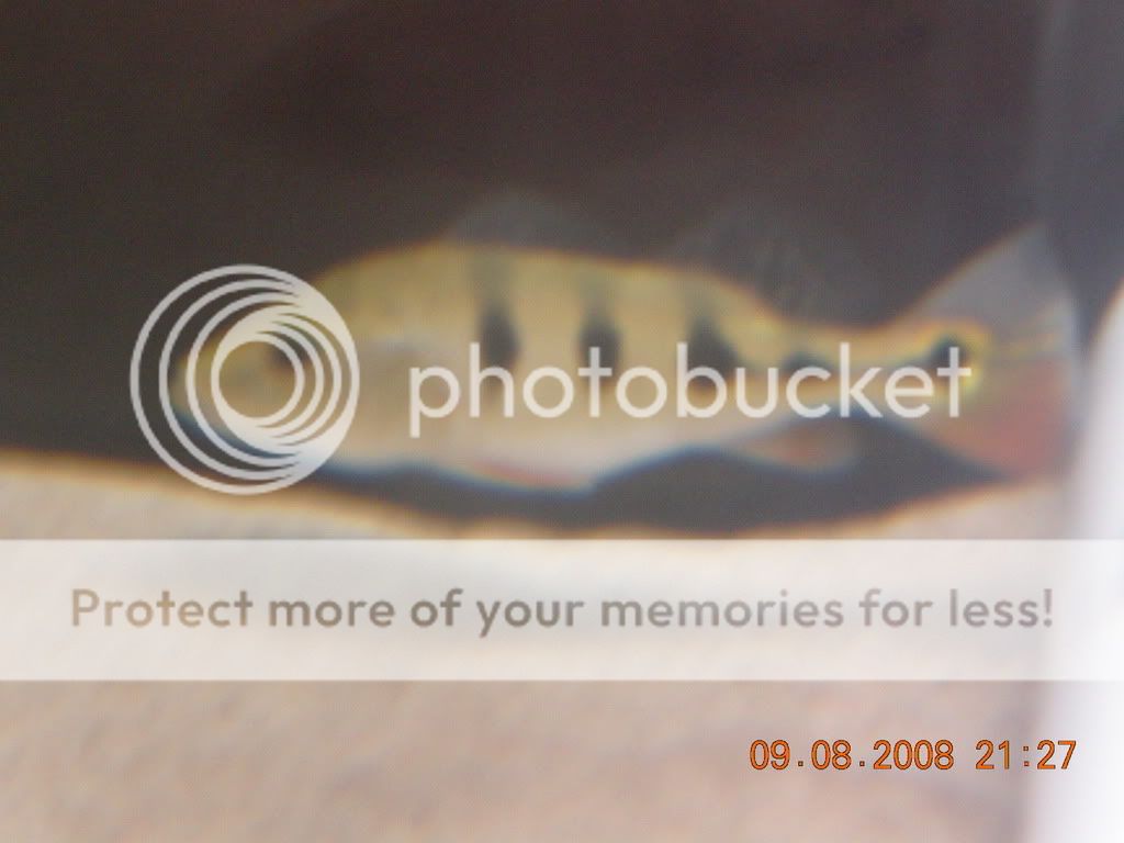 DSCN0907.jpg