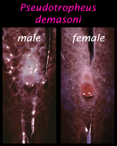 xpdemaso.gif