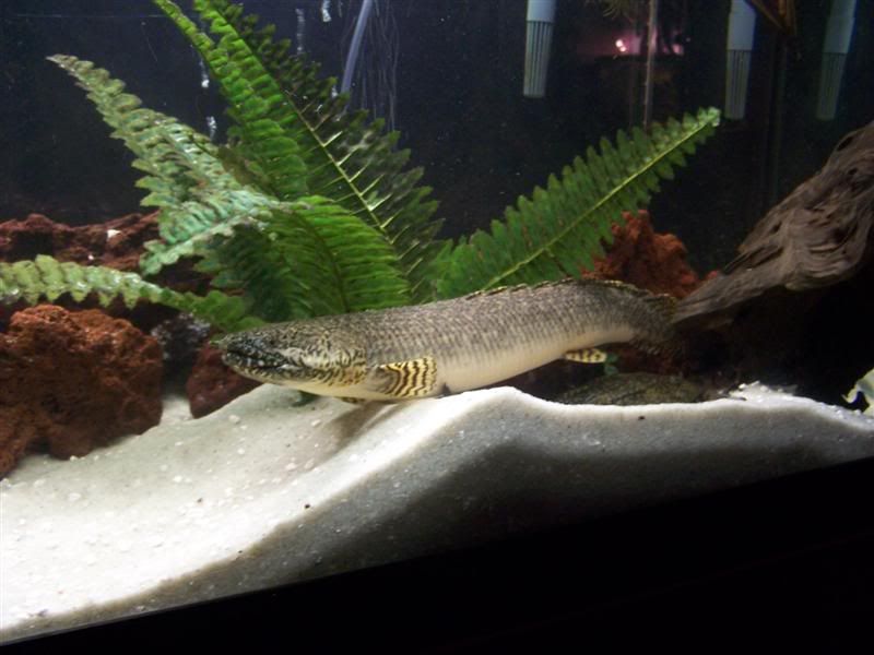 polypterus3.jpg