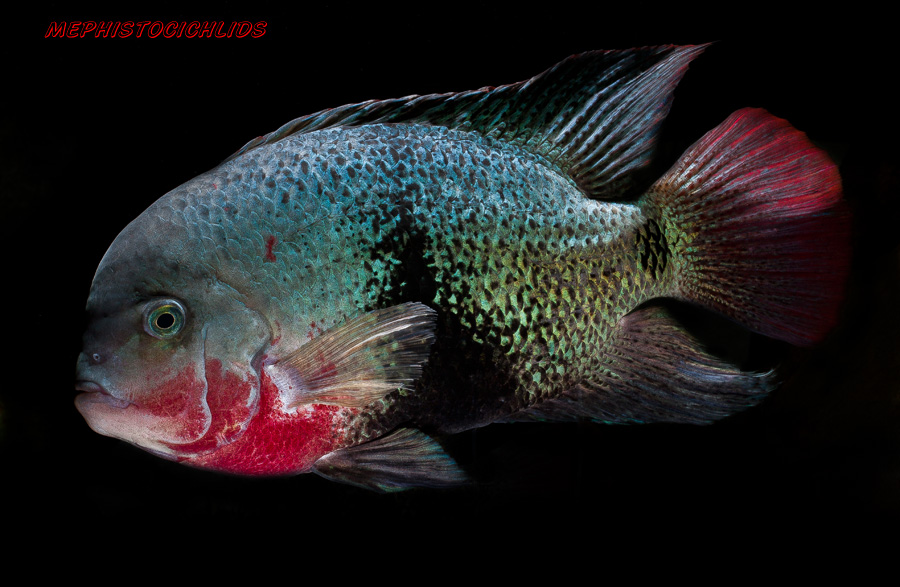 Vieja maculicauda VIEJA MACULICAUDA MonsterFishKeeperscom