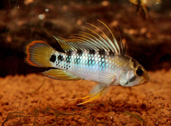 Apistogramma_baenshi.jpg