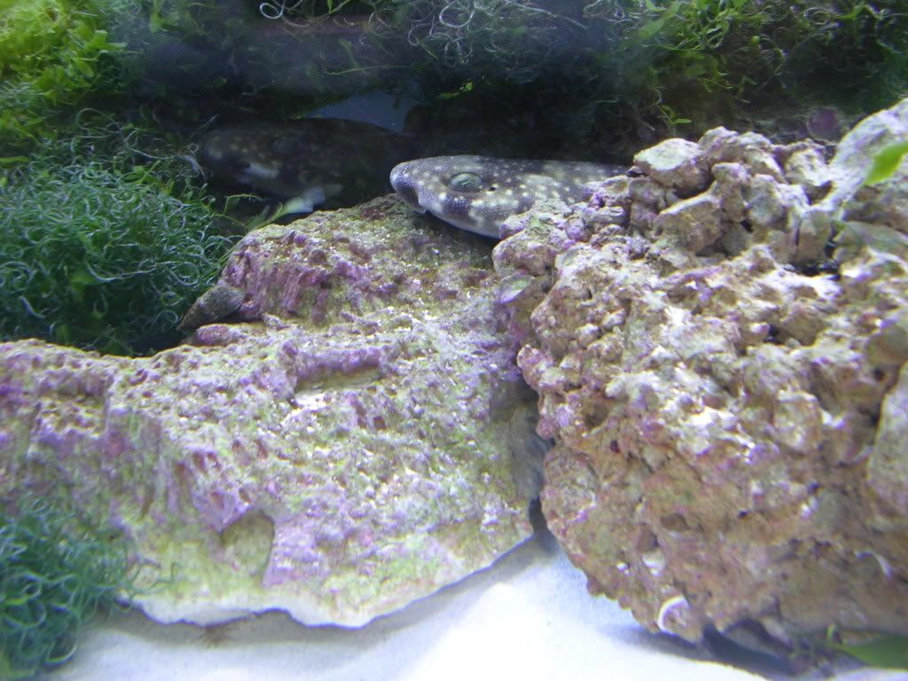 Scyliorhinustokubee017.jpg