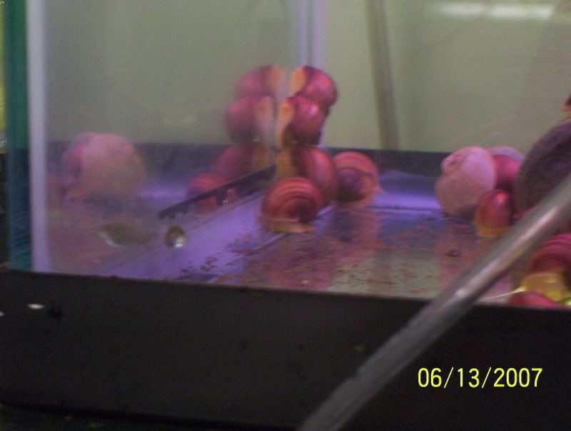 fishroom015.jpg